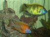 Fish and Snow 023.JPG