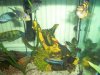 Fish and Snow 036.JPG