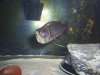 new fish 004.jpg