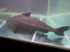 bigtank%20017.jpg bigtank%20017.jpg