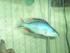 Fish and Snow 024.JPG