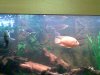 Phone fish shots (11).jpg Phone fish shots (11).jpg