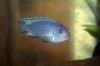 Fishies 044.jpg