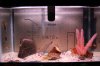 Fishies 007.jpg