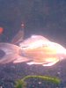 koi and roseline.jpg