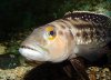 lepidiolamprologus-elongatus-2.jpg