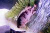 DSCF7126.JPG