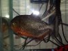 Fish and Snow 007.JPG