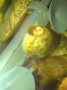 DSC01578.JPG