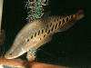 KF02.gif