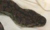 snake.JPG