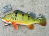 FLPB20060722006.JPG