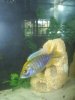 fish1.JPG fish1.JPG