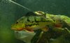 pbass_06132006_2.jpg