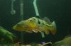 pbass_06132006_4.jpg