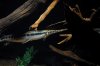 DSC_0096.JPG DSC_0096.JPG