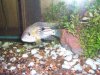 fish 017.JPG