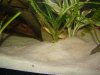 DSC00405.JPG
