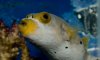 DogFace_Puffer.jpg