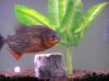 pet fish 111.jpg