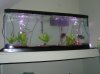 pet fish 116.jpg