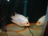 DSC00533.JPG