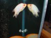 DSC00537.JPG