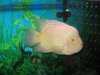 monsterfishkeepers add 020.jpg