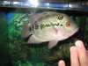 monsterfishkeepers add 017.jpg