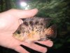 monsterfishkeepers add 022.jpg