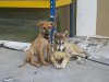 IMG_5593 Pond Guards.JPG