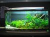 IMG_5484 Aquascape 1.JPG