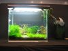 IMG_5485 Aquascape 2.JPG