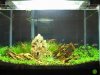 IMG_5486 Aquascape 3.JPG