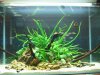 IMG_5487 Aquascape 4.JPG