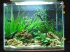 IMG_5488 Aquascape 5.JPG