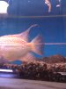 new fish pics 008.jpg