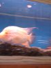 new fish pics 014.jpg