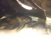 Pleco!!! 011.jpg