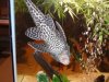 Pleco!!! 014.jpg