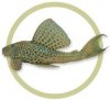 trinidad_pleco.jpg