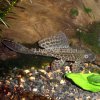 Trinidad pleco.jpg