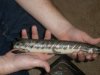 pike and aro 160.jpg