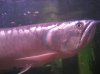 Fish7.jpg