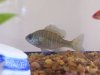 bluegill1.jpg