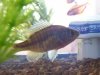 bluegill2.jpg