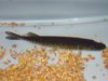 pickerel1.jpg