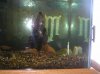 pet fish 142.jpg
