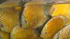 alenquer cuipeua and curua discus 001.JPG
