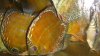 alenquer cuipeua and curua discus 002.JPG alenquer cuipeua and curua discus 002.JPG
